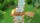  Secret of Mana [ ] PS4 CUSA09537 -    , , .   GameStore.ru  |  | 