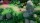 Asterix and Obelix XXXL The Ram From Hibernia Limited Edition [Русские субтитры] (PS4 видеоигра) - Игры в Екатеринбурге купить, обменять, продать. Магазин видеоигр GameStore.ru покупка | продажа | обмен